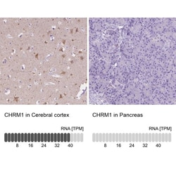 Muscarinic Acetylcholine Receptor M1/CHRM1 Antibody, Novus Biologicals